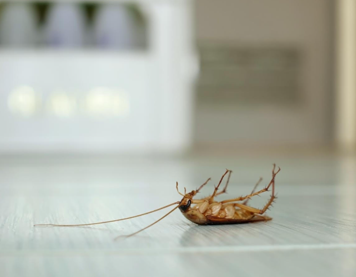 What Can Cause a Roach Infestation in Your Kitchen